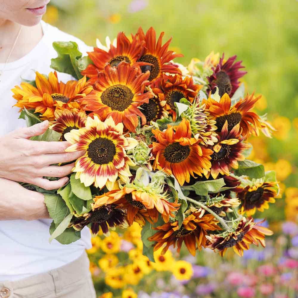 Multicolored autumn beauty sunflower bloom in yellow red and orange on a natural backdrop