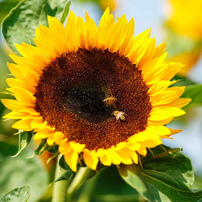 Small bright yellow bambino dwarf sunflower with dark center on a garden backdrop