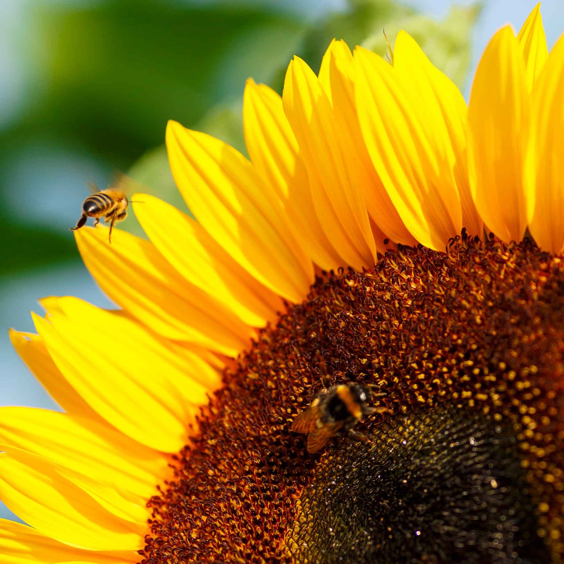 Dwarf bambino sunflower head with bright yellow petals and dark center on a backdrop