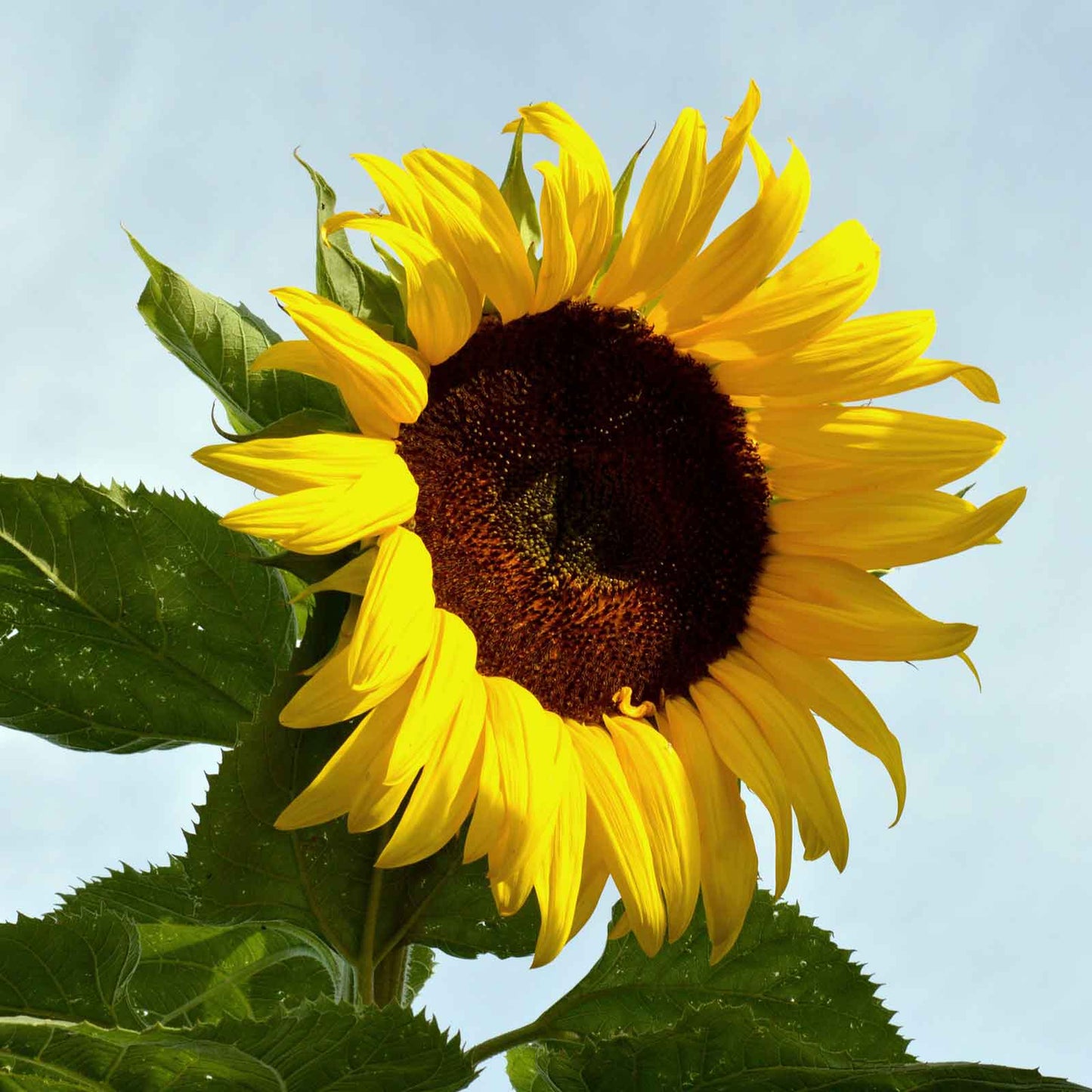 Large dark black russian sunflower head with many seeds on a natural green backdrop