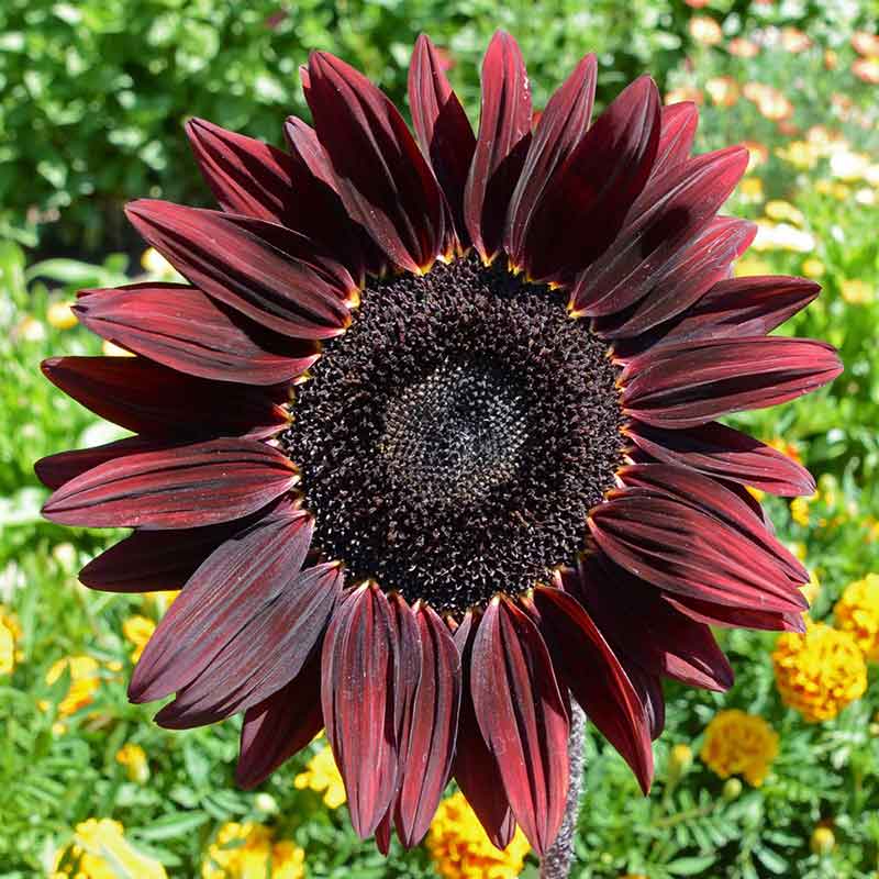 Chocolate cherry sunflower with dark red petals surrounding a dark center outdoors