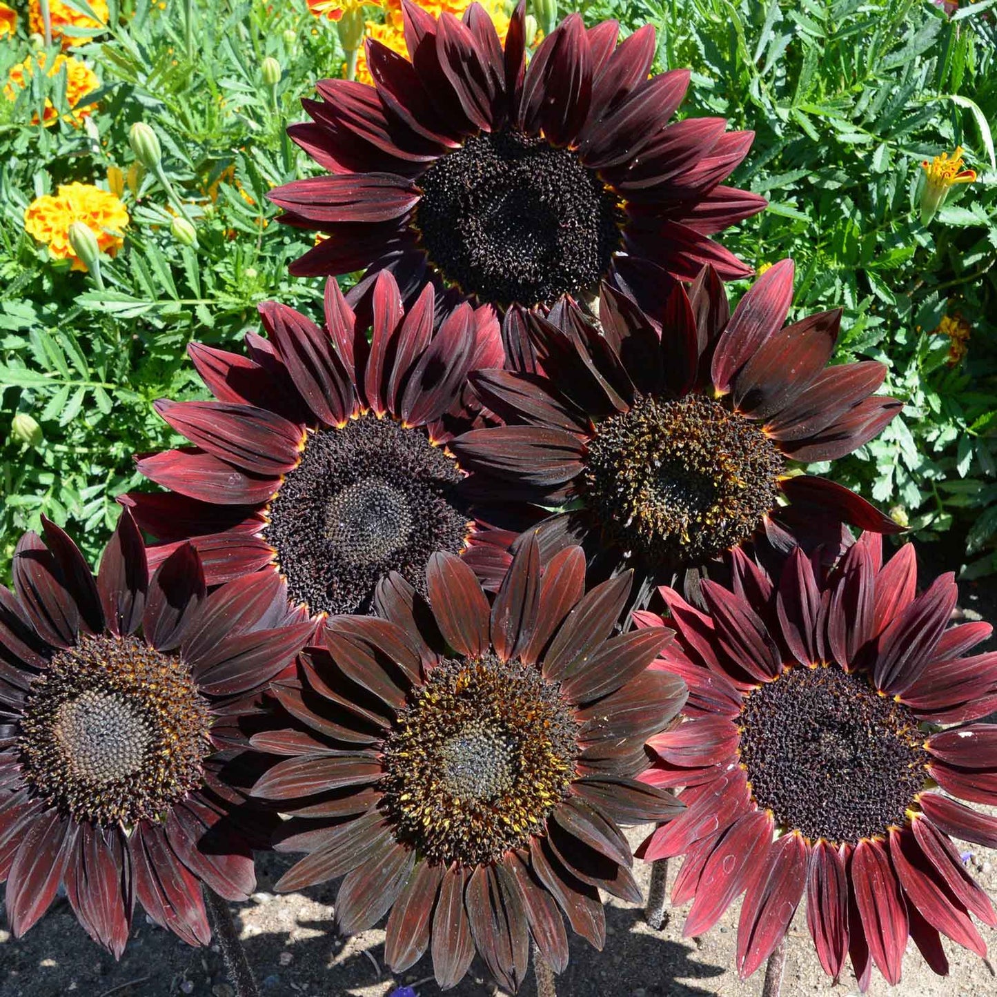 Dark red-brown chocolate cherry sunflower head on a natural garden backdrop