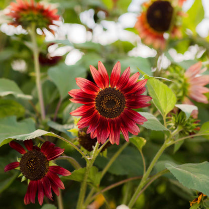 Close-up of chocolate brown sunflower head with dark center on a natural green backdrop