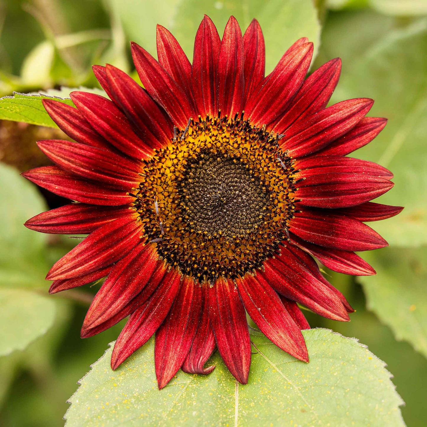 Deep red chocolate sunflower head on a natural green and red garden backdrop