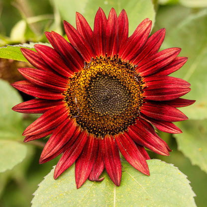 Deep red chocolate sunflower head on a natural green and red garden backdrop