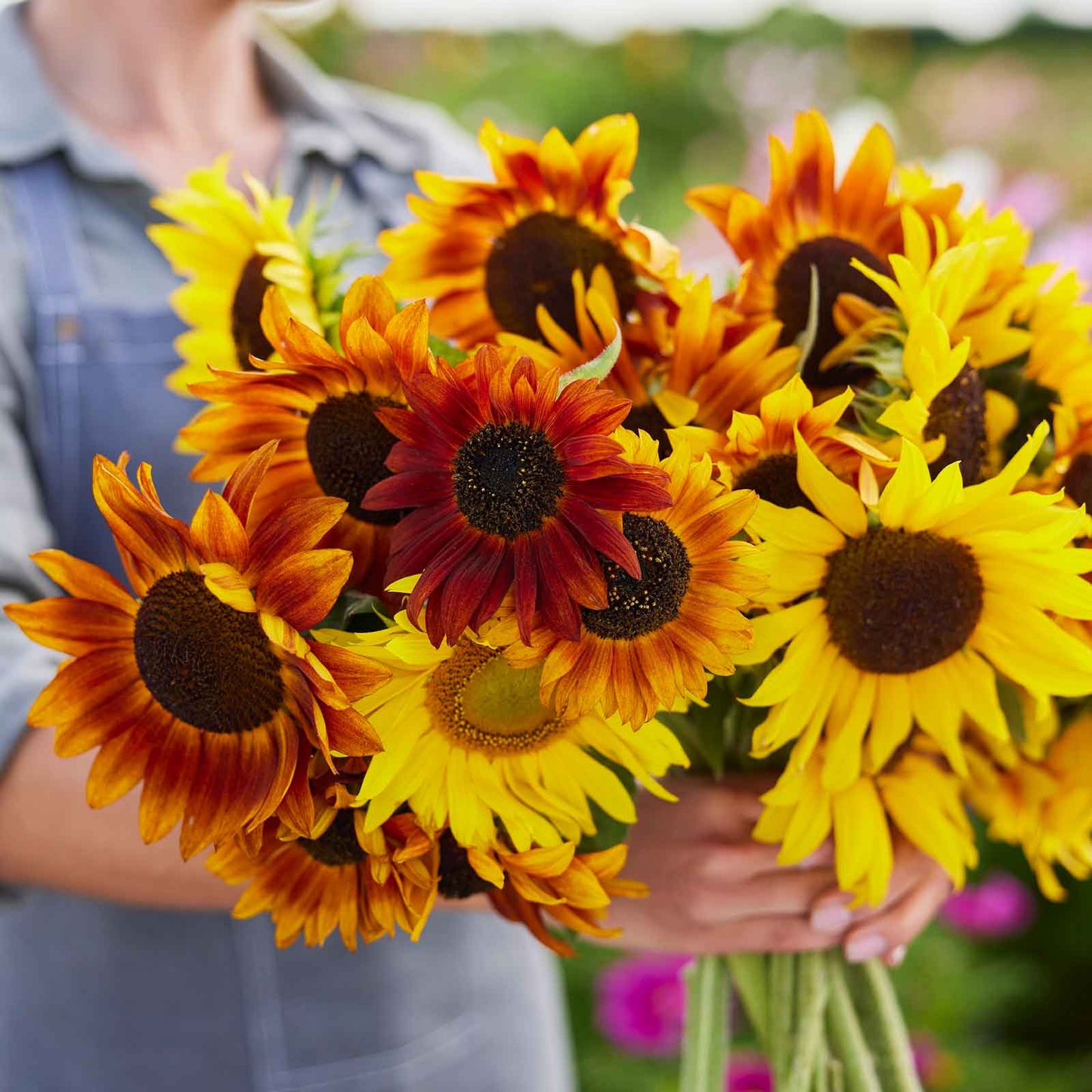Deep red crimson queen sunflower in full bloom on a green outdoor garden backdrop