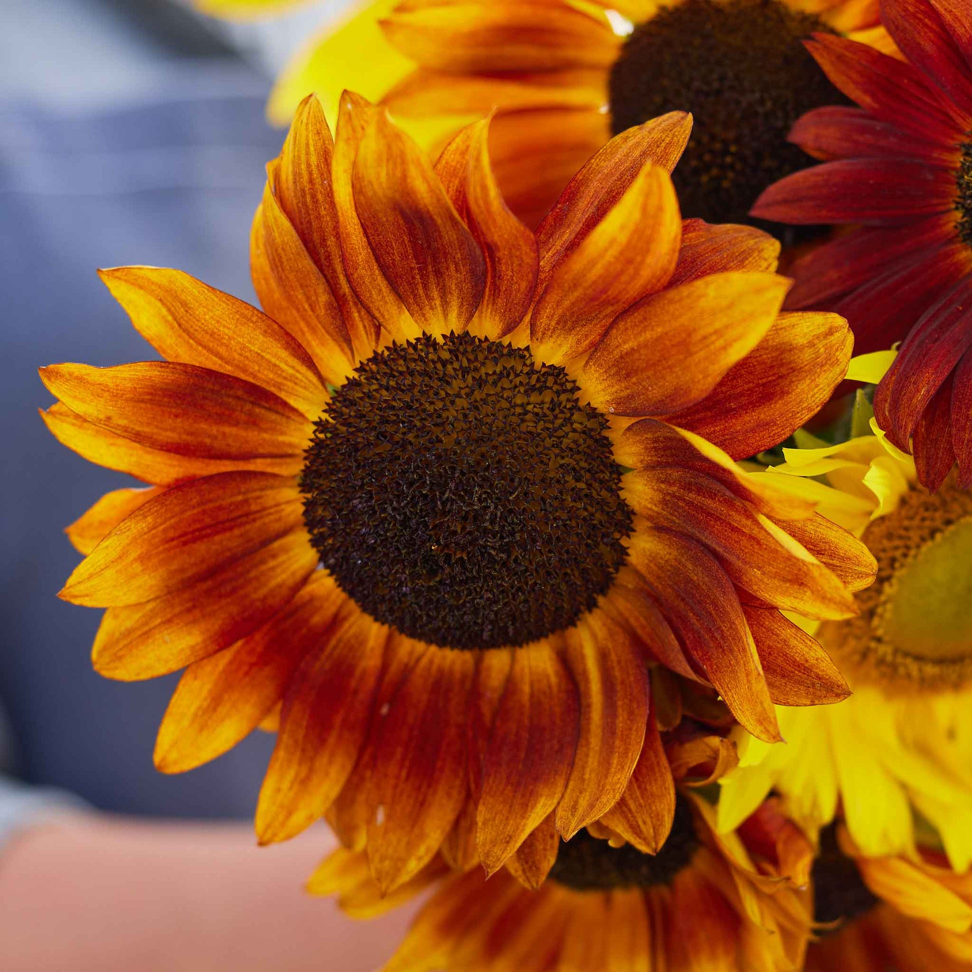 Dark red crimson queen sunflower head with a deep center on a natural garden backdrop