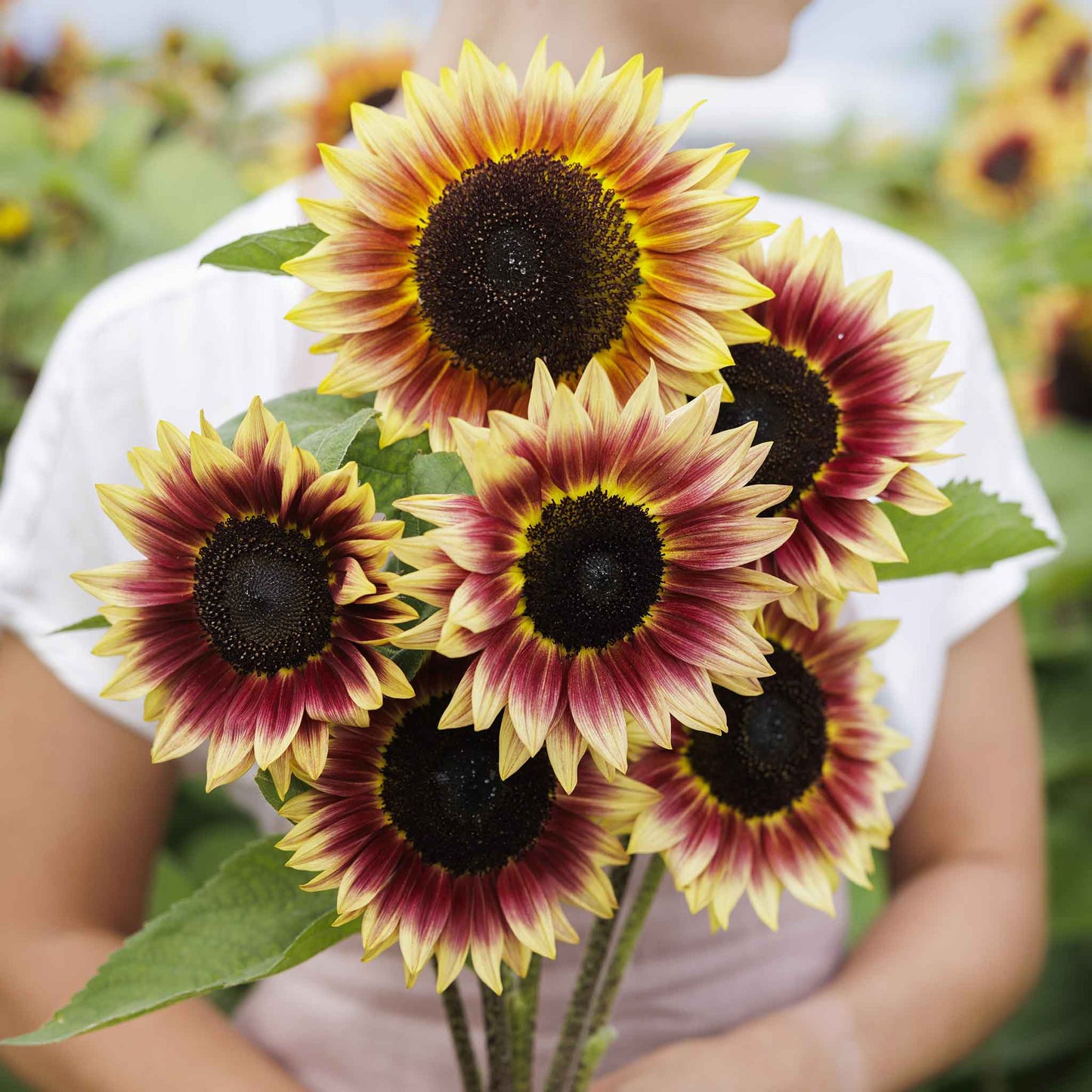 Bright yellow desert sun sunflower with dark center on a natural green backdrop