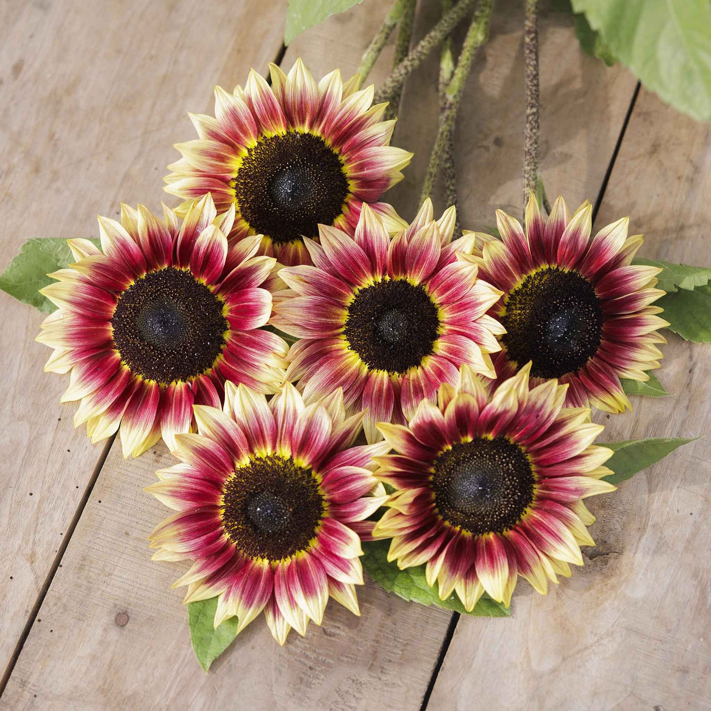 Bright yellow desert sun sunflower showcasing vibrant colors on a natural backdrop