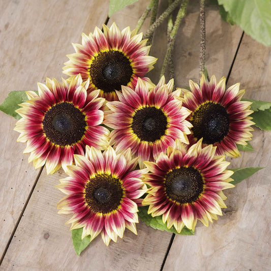 Bright yellow desert sun sunflower showcasing vibrant colors on a natural backdrop