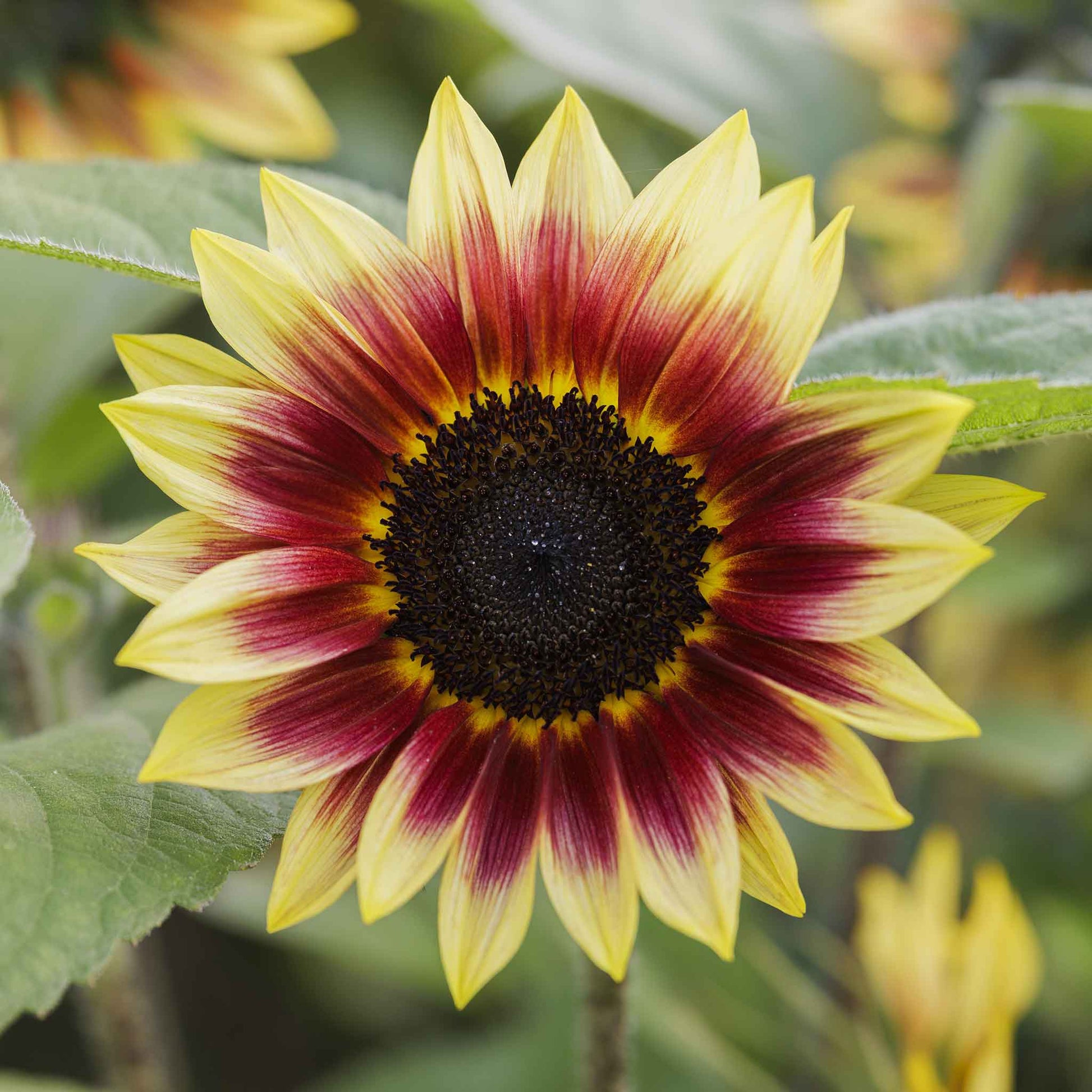Desert sun sunflower with yellow petals and dark center on a natural garden backdrop