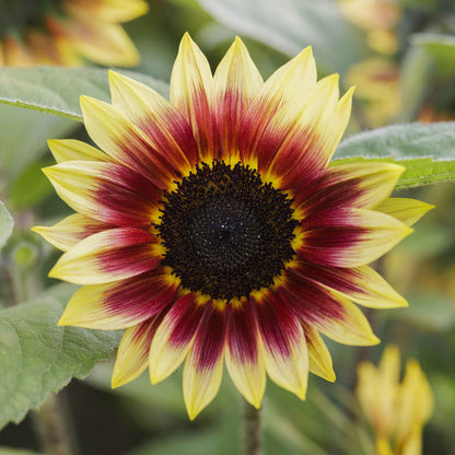 Desert sun sunflower with yellow petals and dark center on a natural garden backdrop