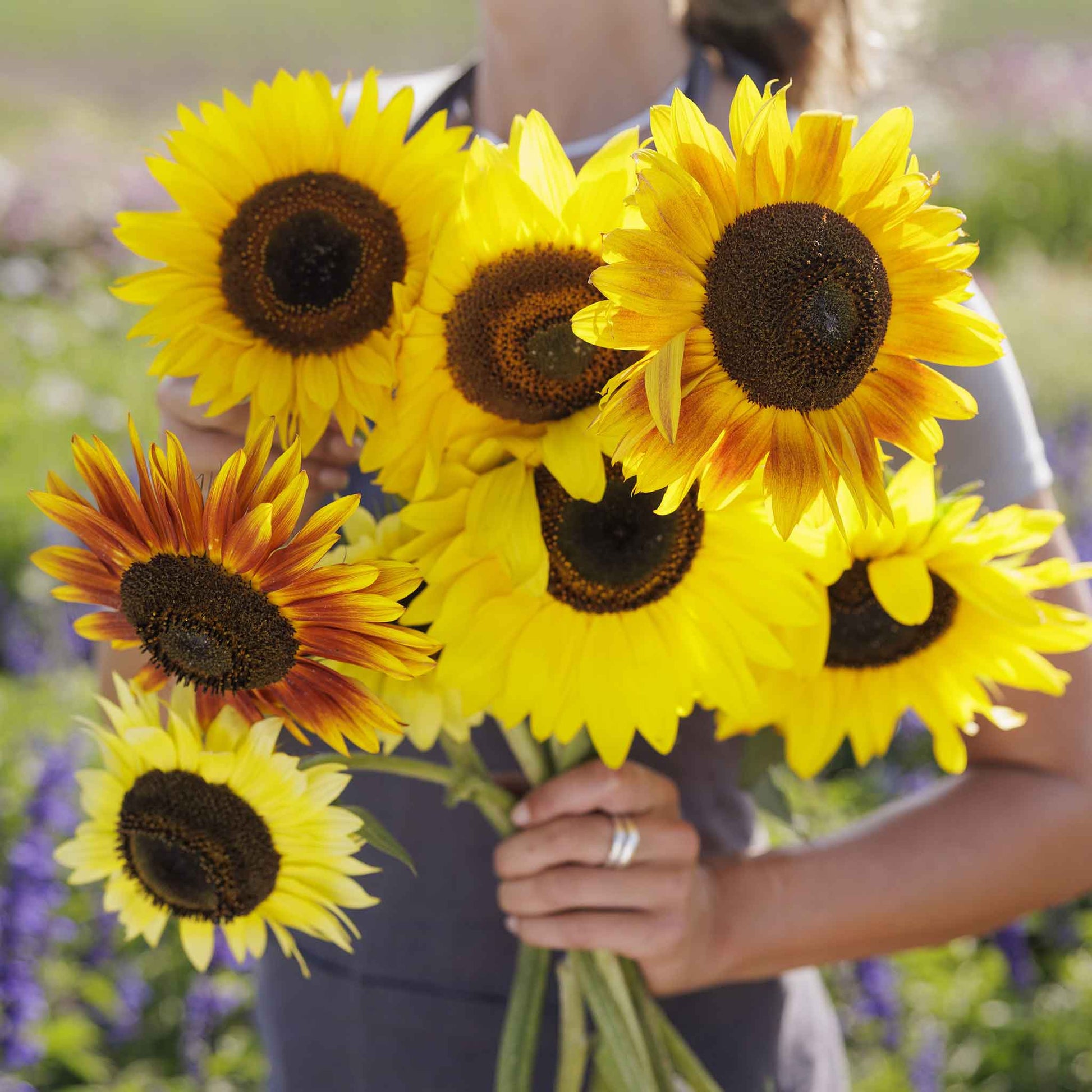Vibrant dwarf distino mix sunflowers in red orange and yellow on a garden backdrop