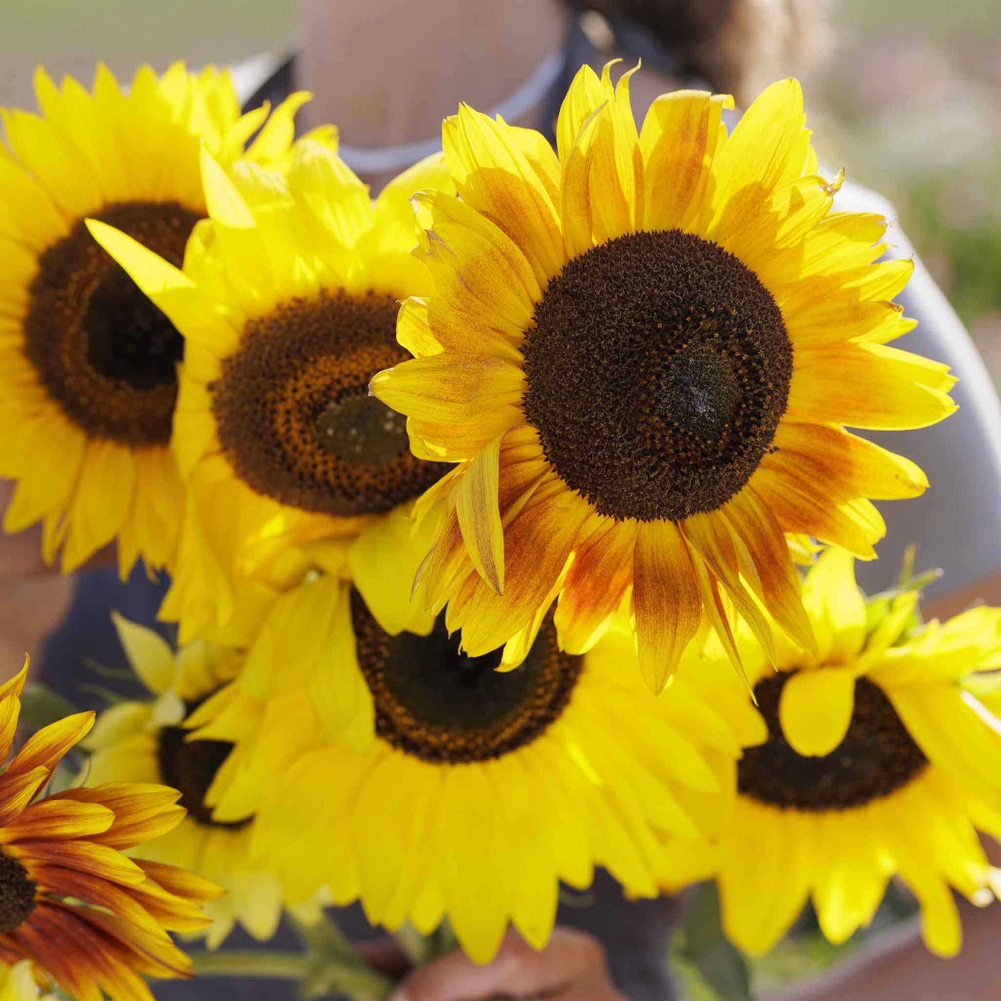 Mix of red orange and yellow dwarf distino mix sunflowers on a bright garden backdrop
