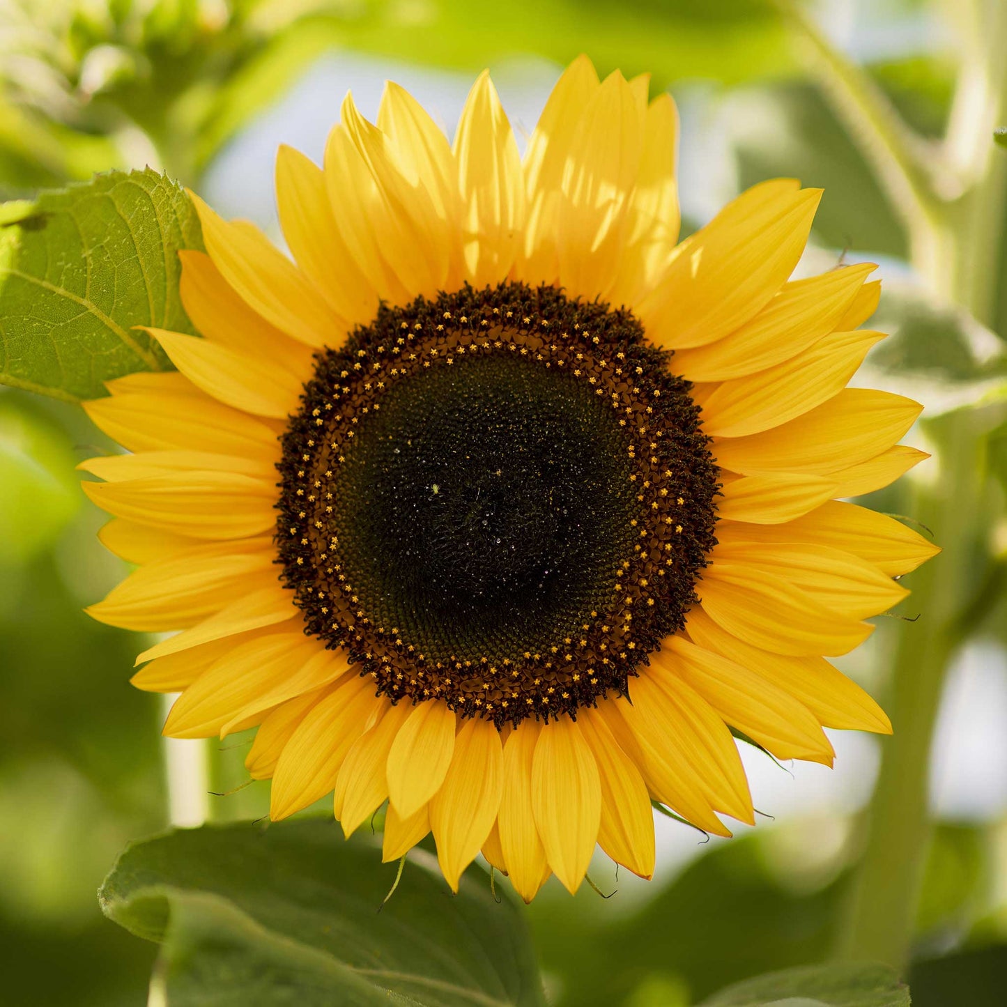 Vibrant multicolored domino sunflower head with dark red and yellow petals outdoors