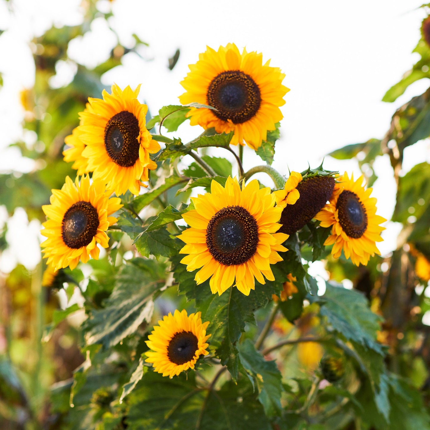 Domino sunflower head with dark center and bright yellow petals on a garden backdrop