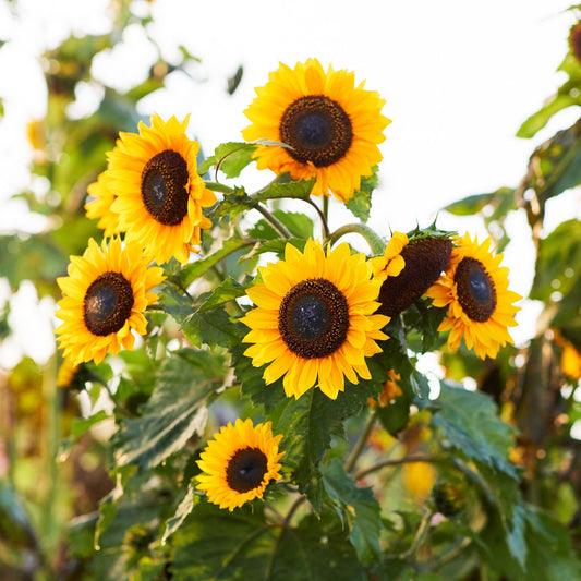 Domino sunflower head with dark center and bright yellow petals on a garden backdrop