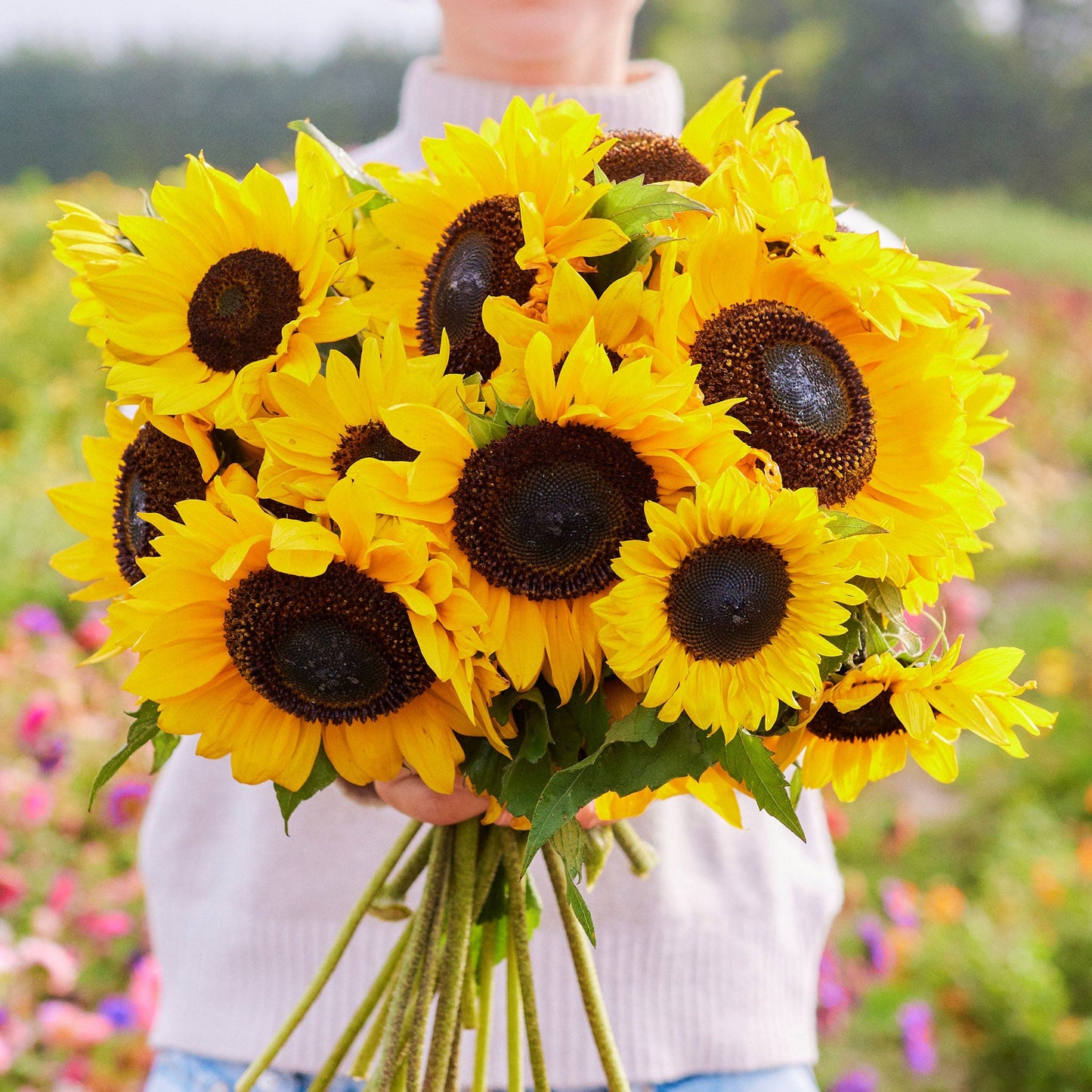 Vivid domino sunflower with deep maroon petals tipped in yellow on a natural backdrop