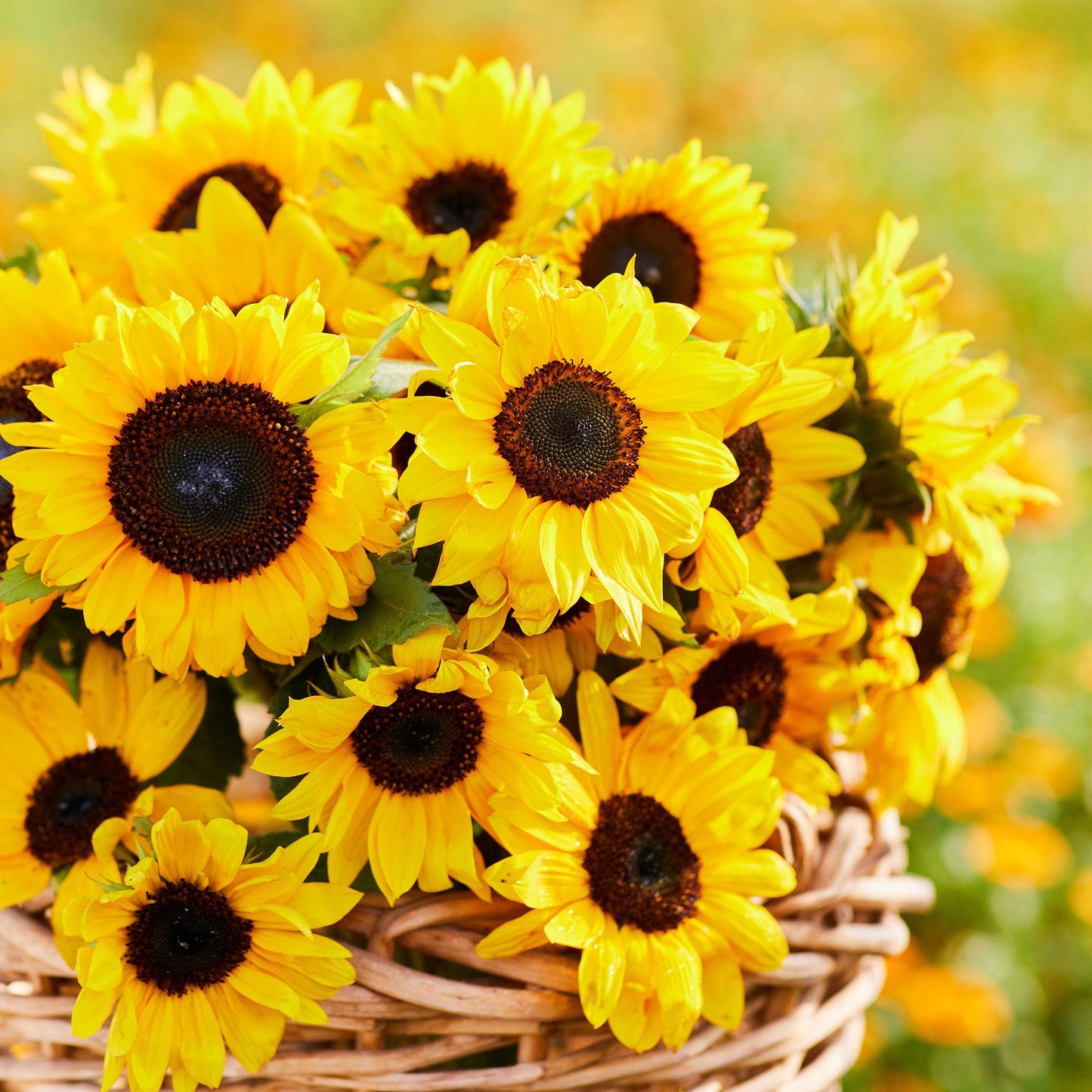 Domino sunflower head with deep red-brown petals and dark center on a natural backdrop