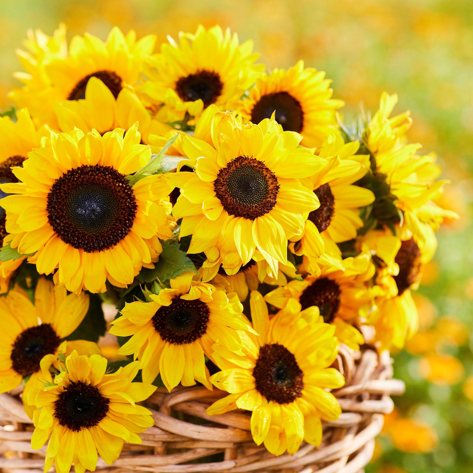 Domino sunflower head with deep red-brown petals and dark center on a natural backdrop