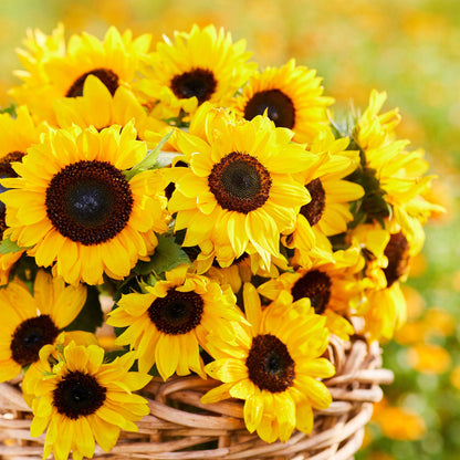 Domino sunflower head with deep red-brown petals and dark center on a natural backdrop