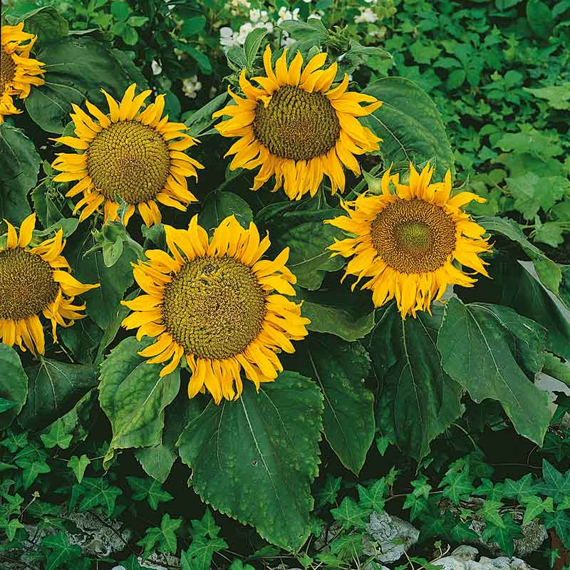 Bright yellow sunspot dwarf sunflower head with dark center on a green backdrop
