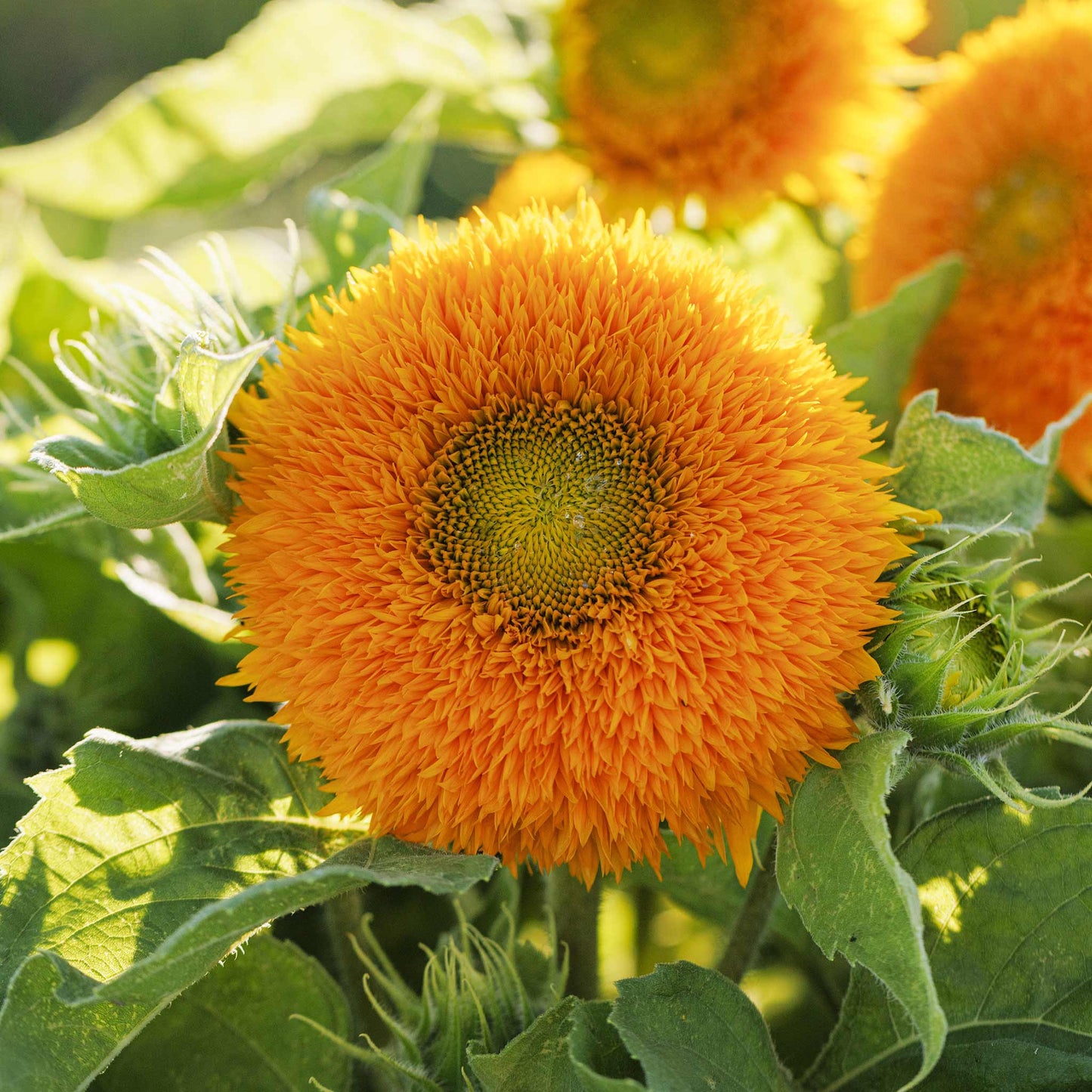 Close-up of dense fluffy yellow dwarf teddy bear sunflower bloom on a green backdrop