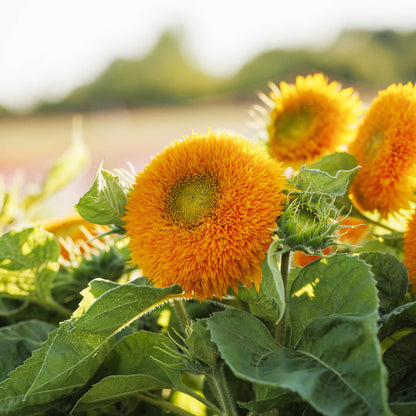 Dwarf teddy bear sunflower with yellow petals on a natural warm orange backdrop