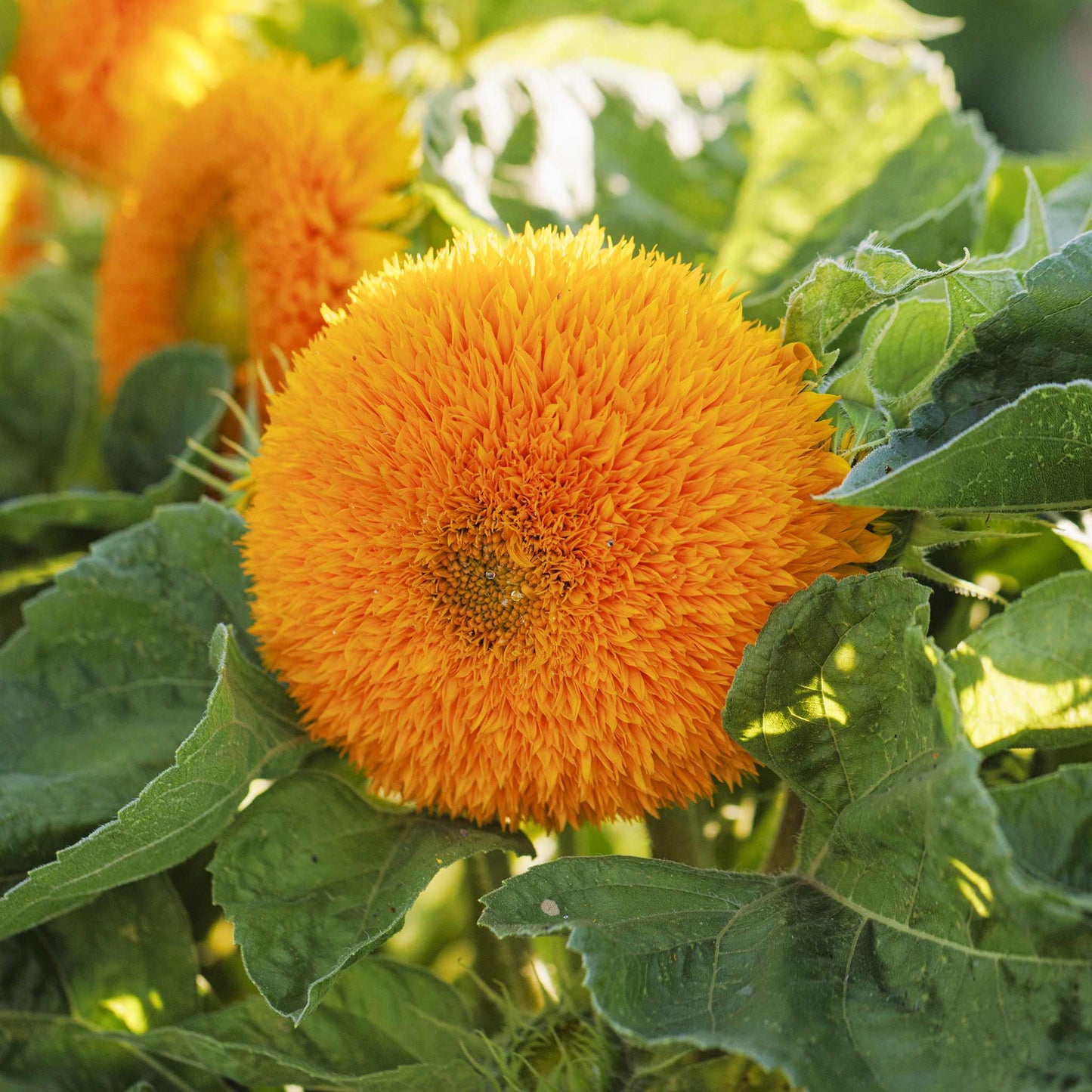 Close-up of dense fluffy bright yellow dwarf teddy bear sunflower bloom outdoors