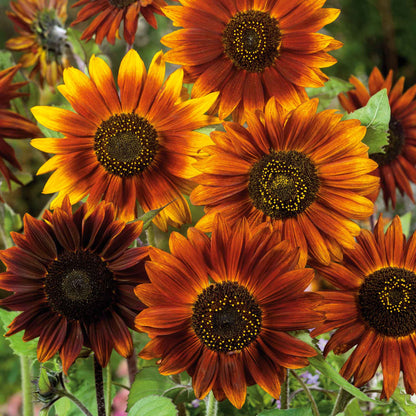 Large vibrant earthwalker sunflower head in orange and red on a natural garden backdrop