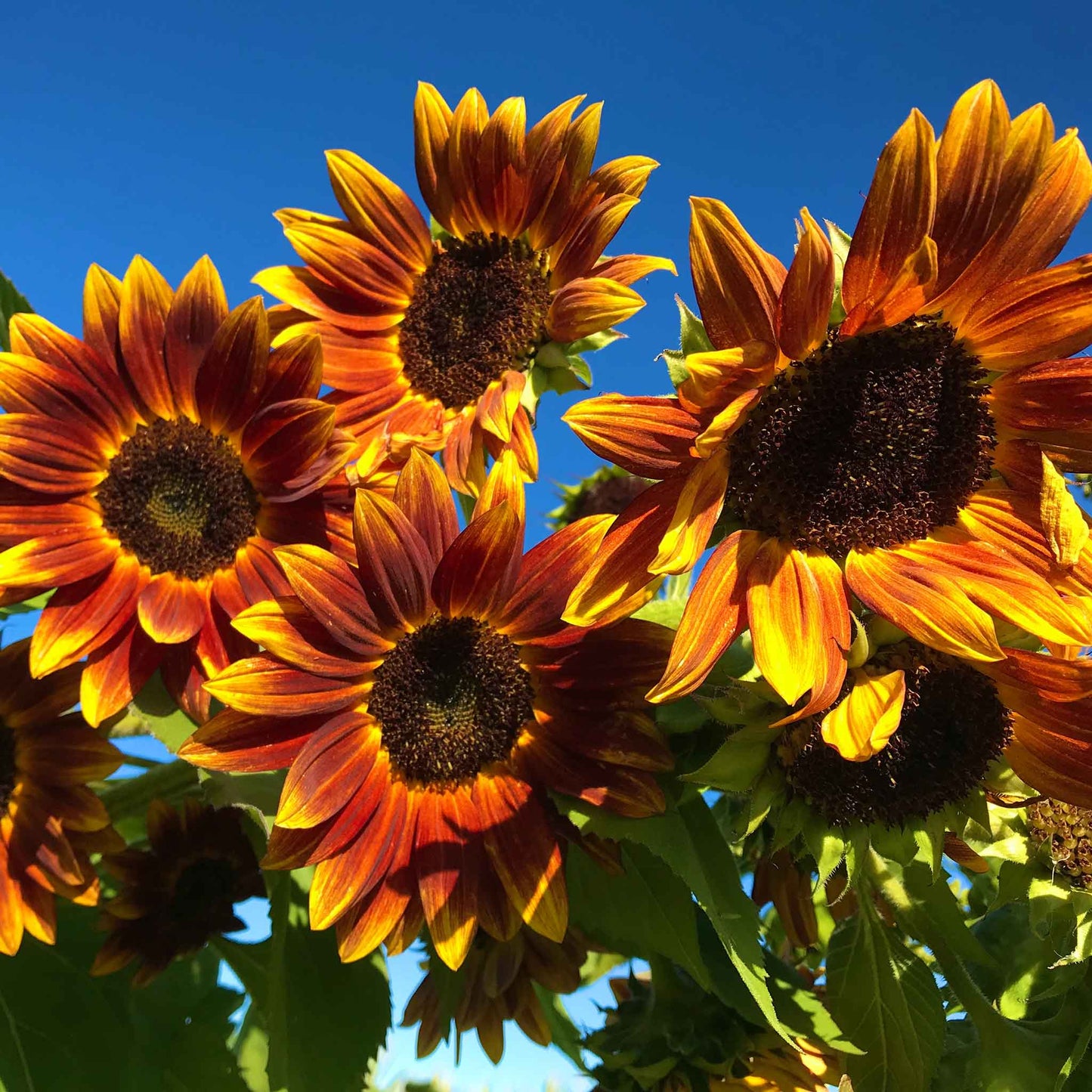 Earthwalker sunflower with dark center and vibrant orange-red petals on a green backdrop