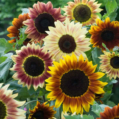 Dark multi-petaled evening colors sunflower in red orange and yellow on a natural backdrop | copyright: Floramedia UK Ltd