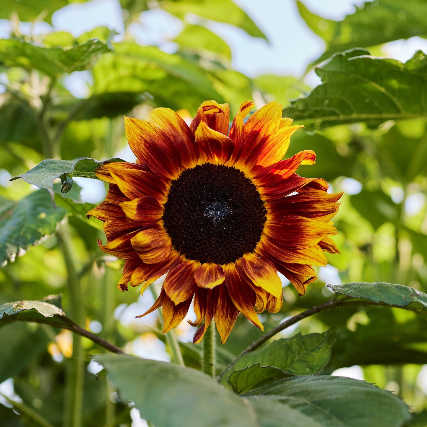 Vibrant evening colors sunflower with deep reds oranges and yellows on a natural backdrop