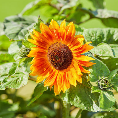 Evening colors sunflower head in orange yellow and red on a natural green backdrop