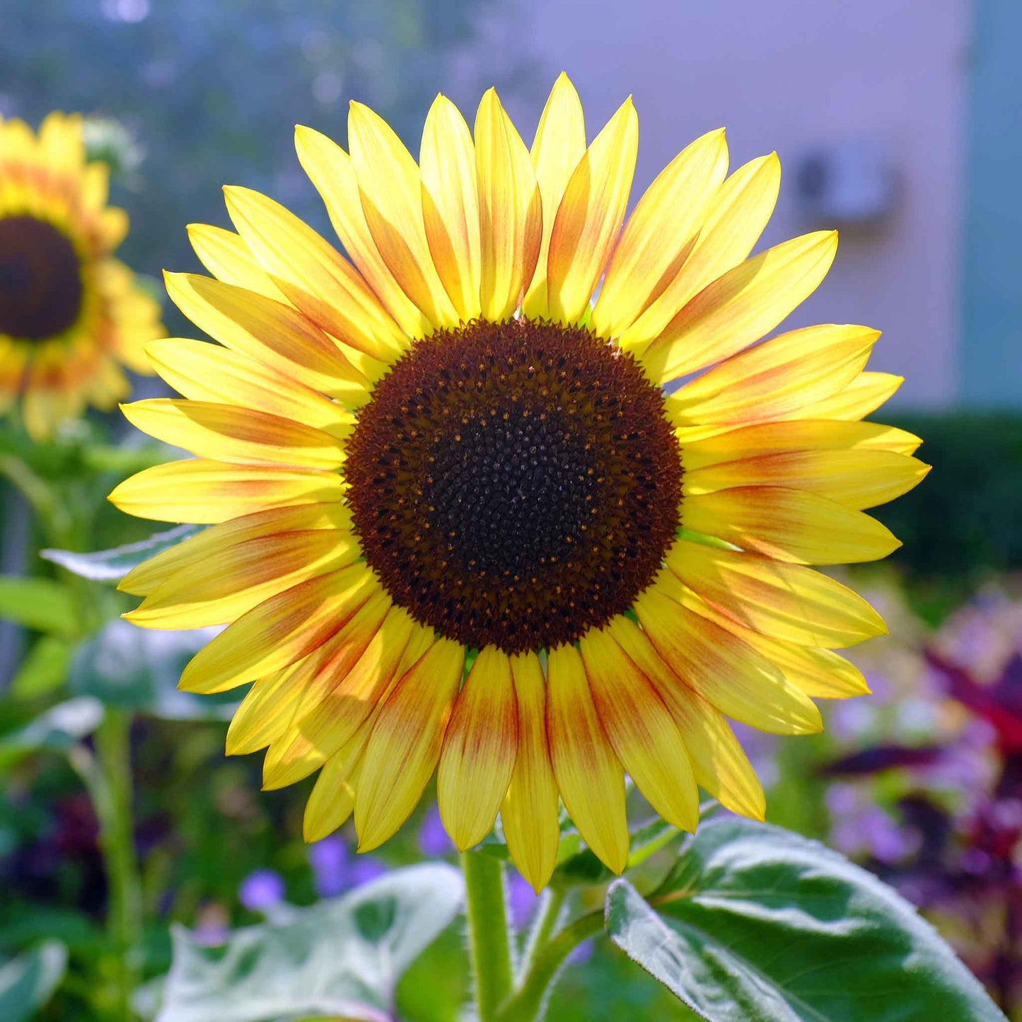 Vivid evening colors sunflower with warm autumnal petals on a green garden backdrop