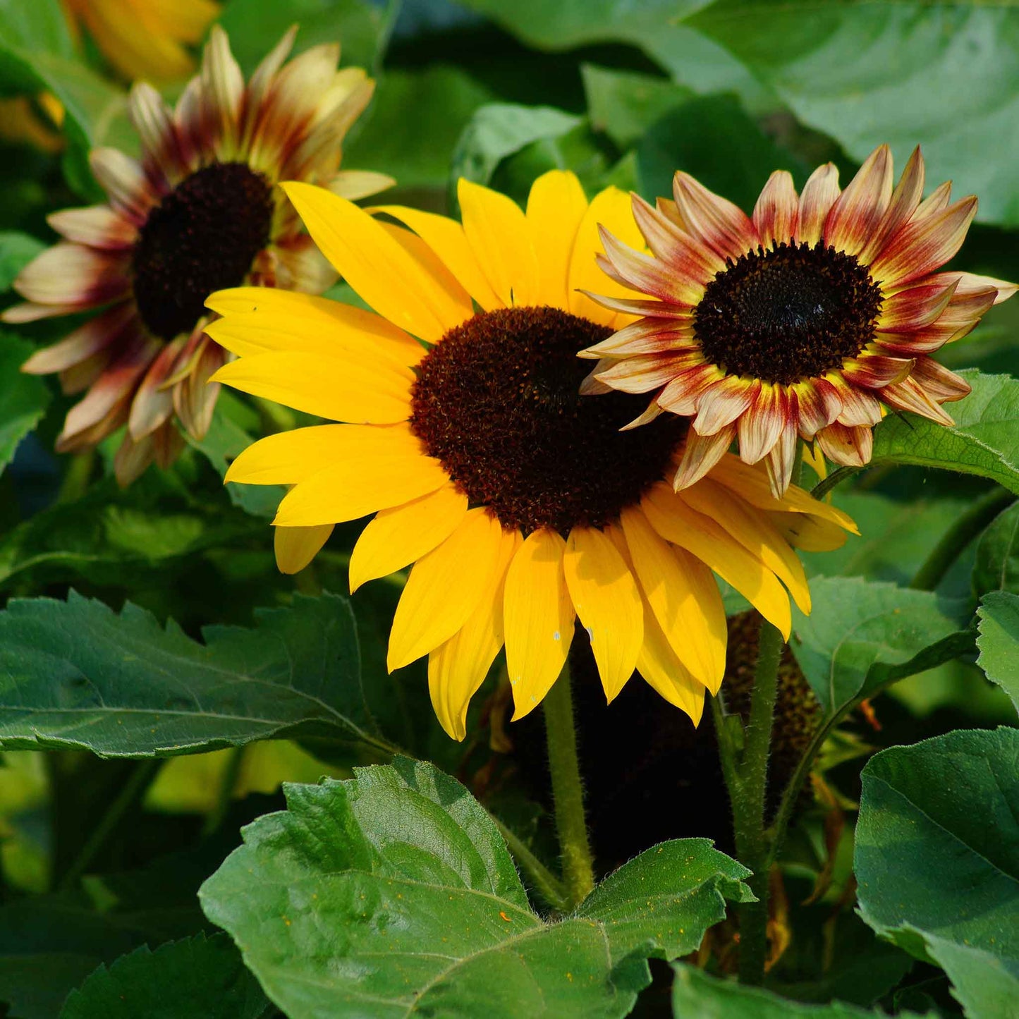 Evening colors sunflower with yellow to reddish-orange petals on a natural backdrop