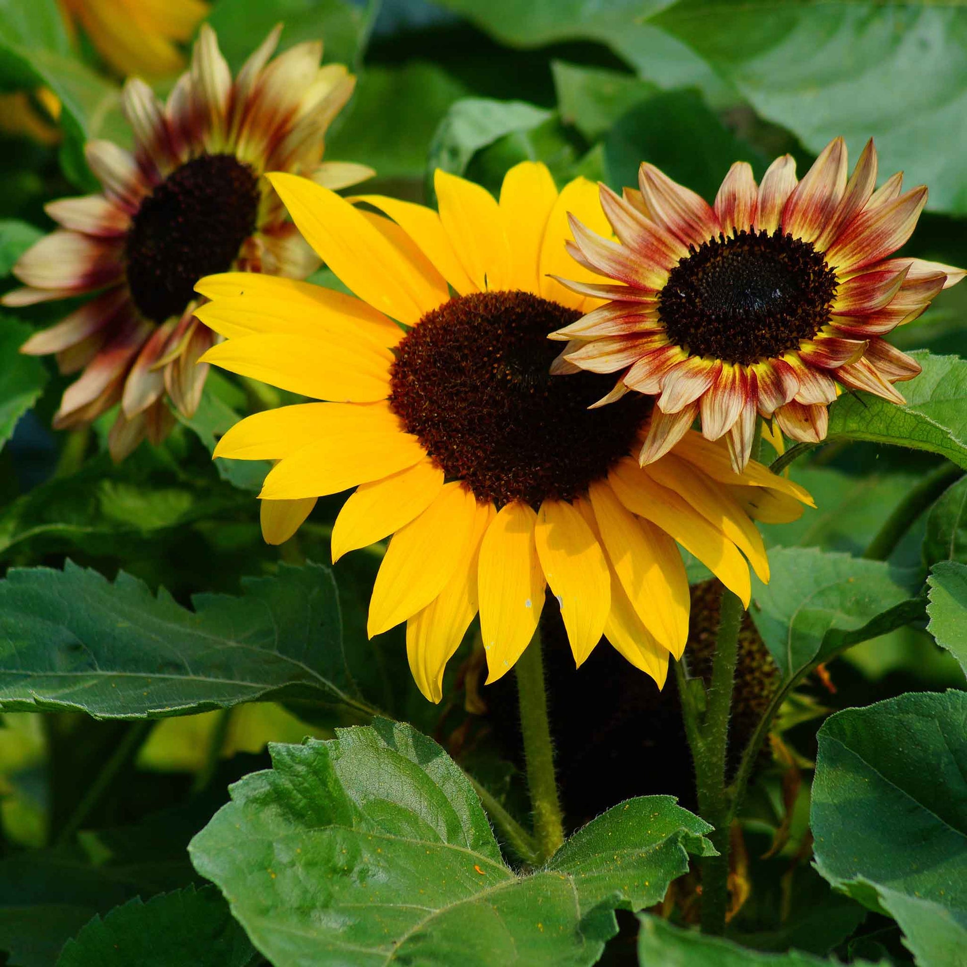 Evening colors sunflower with yellow to reddish-orange petals on a natural backdrop