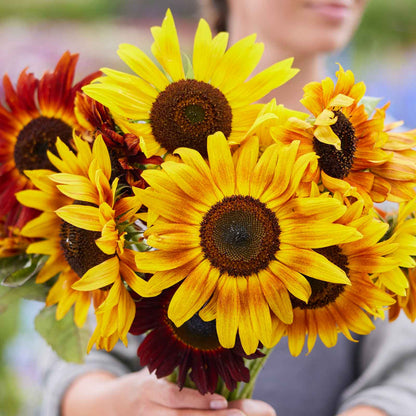Evening sun sunflower in deep red orange and yellow on a natural garden backdrop