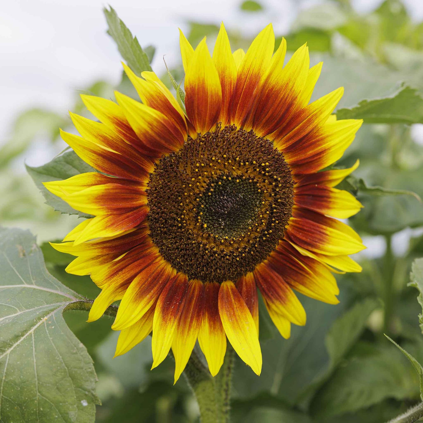 Evening sun sunflower with deep orange reddish petals on a natural green backdrop