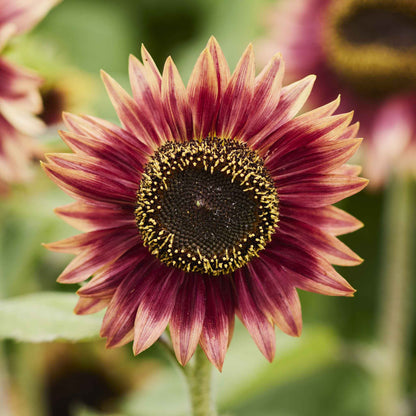Vibrant yellow floren sunflower head in full bloom on a soft blurred garden backdrop