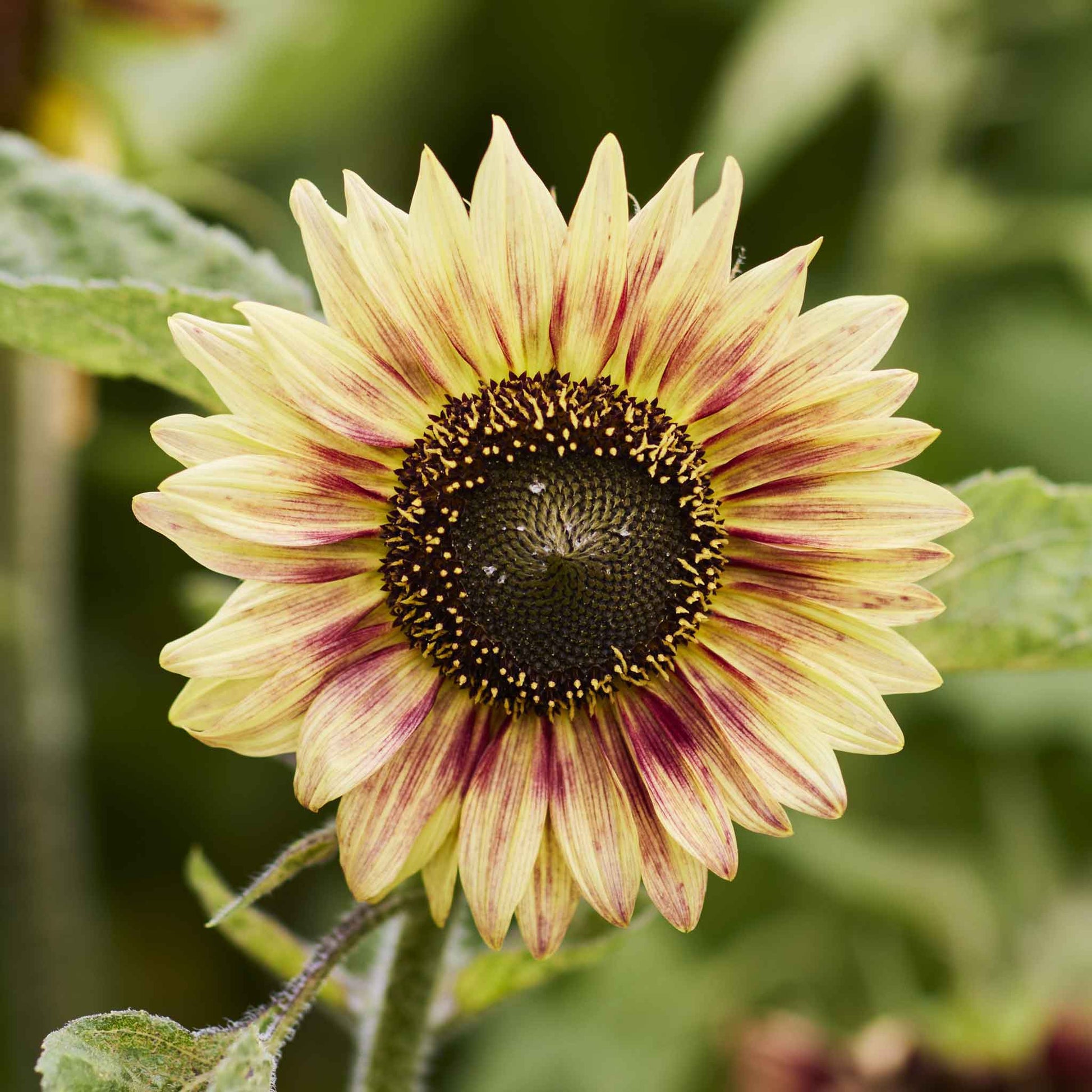 Bright yellow floren sunflower in full bloom on a blurred green outdoor backdrop