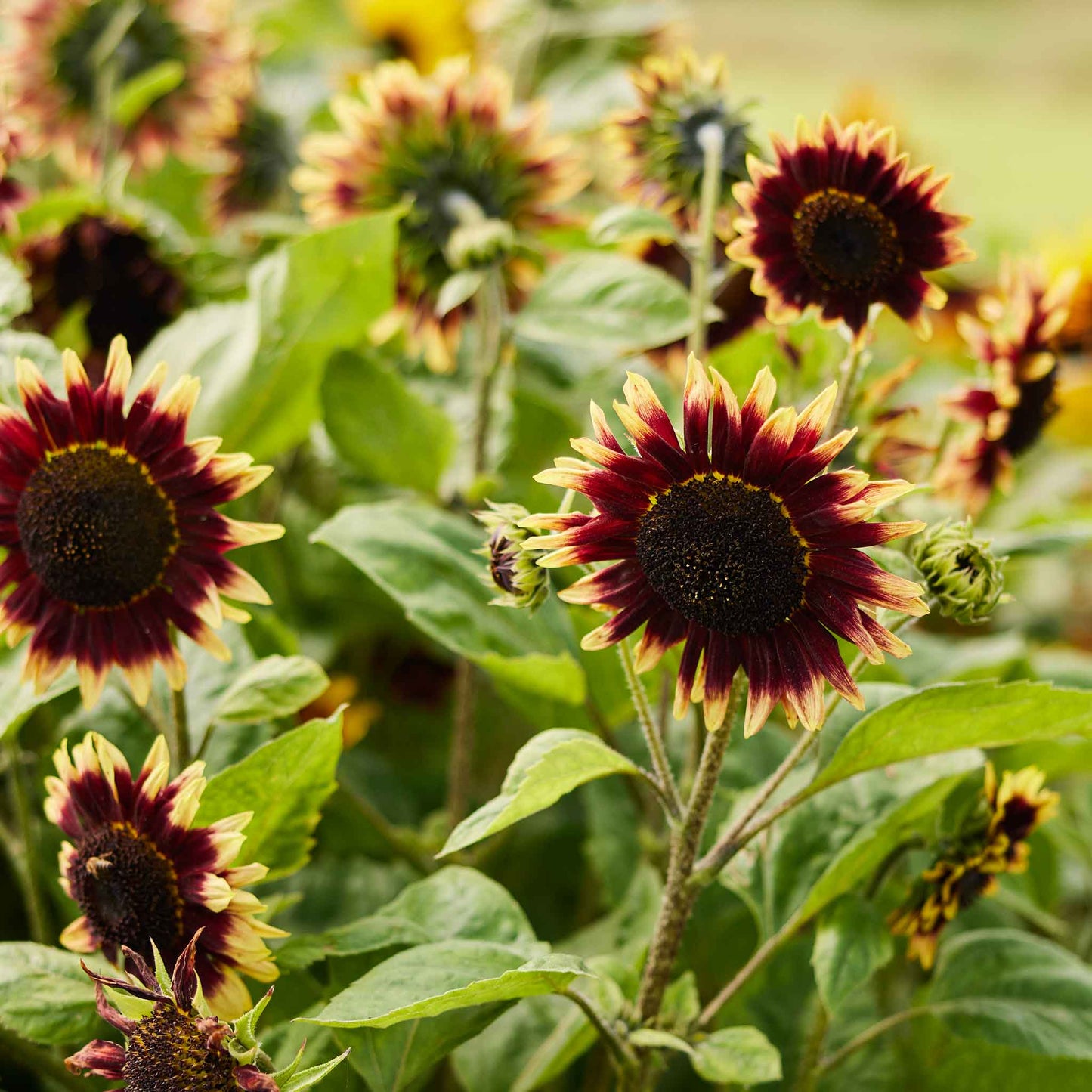 Large yellow floren sunflower head with tiny central seeds on a soft outdoor backdrop