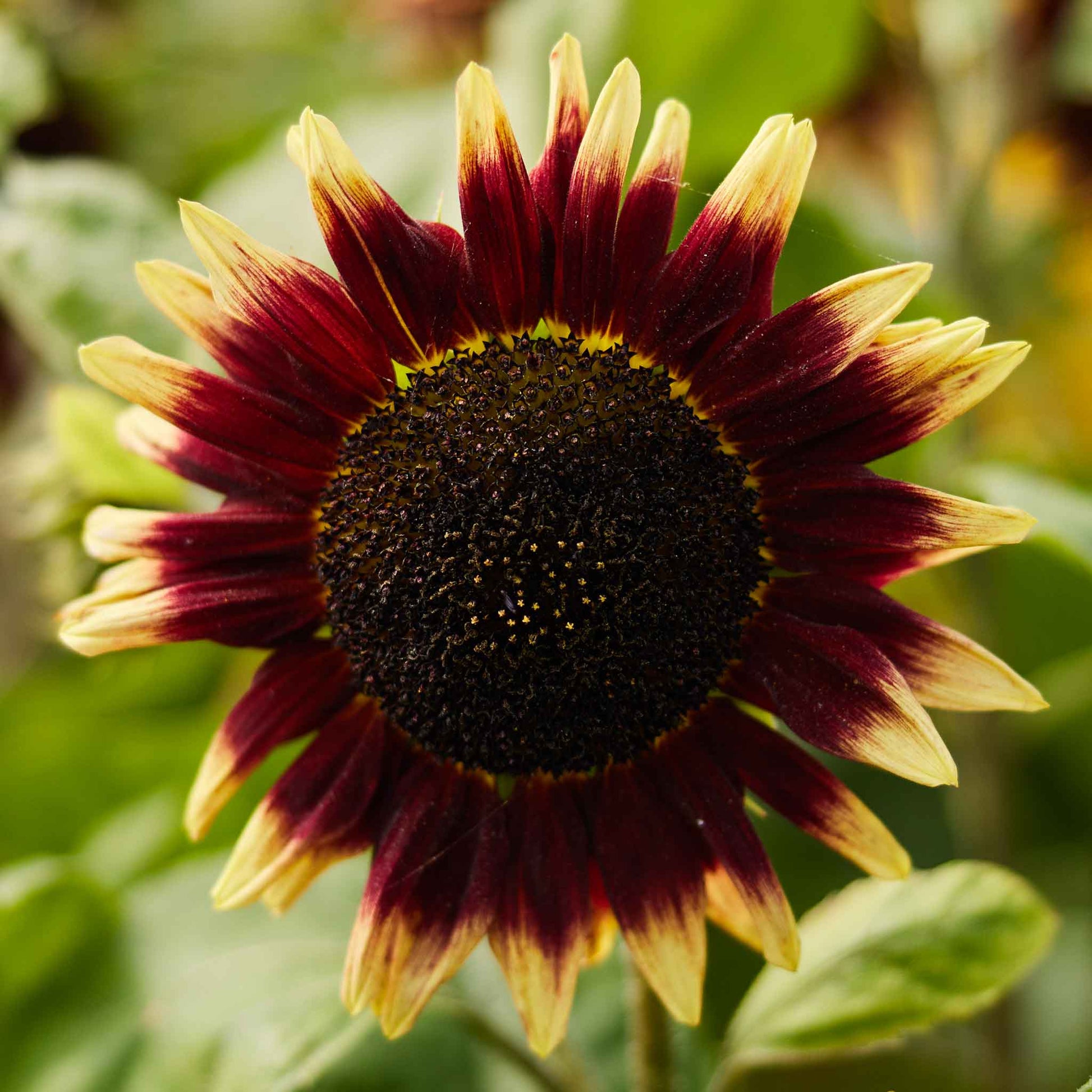 Blooming floren sunflower with bright yellow petals and dark center on a natural backdrop