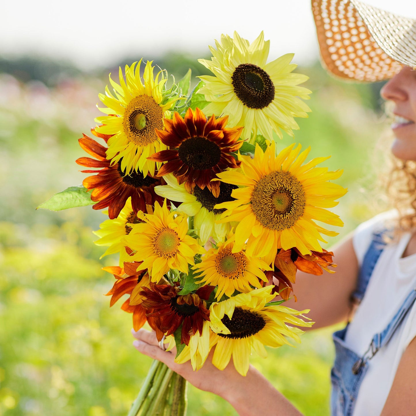 Diverse mix of brightly colored formula mix sunflower blooms on a lush garden backdrop