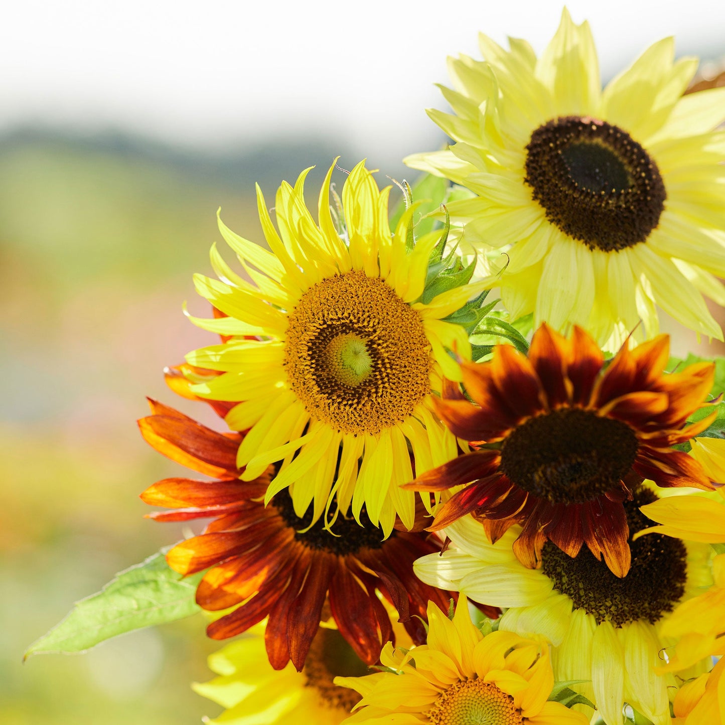 Mixture of various formula mix sunflowers in yellow orange and red on a garden backdrop