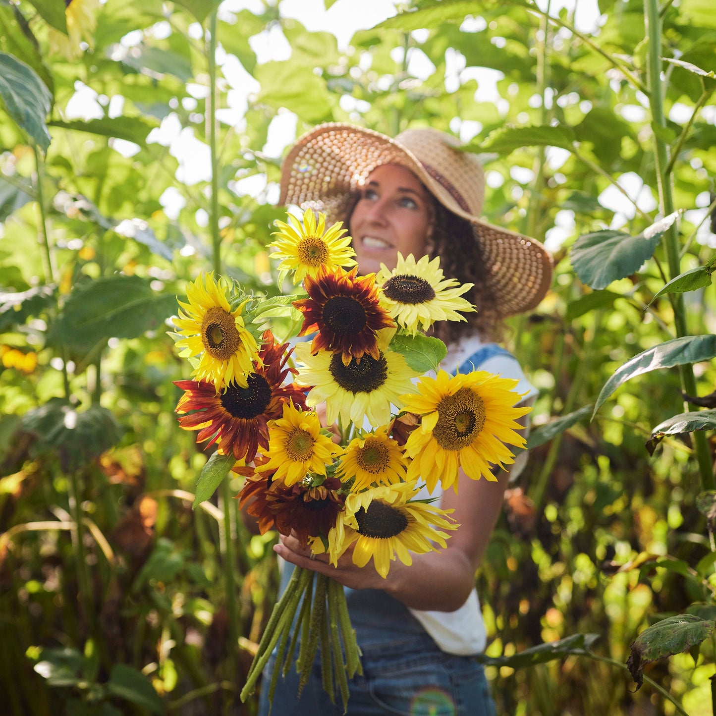 Vibrant formula mix sunflowers in bloom in various colors on a bright outdoor backdrop