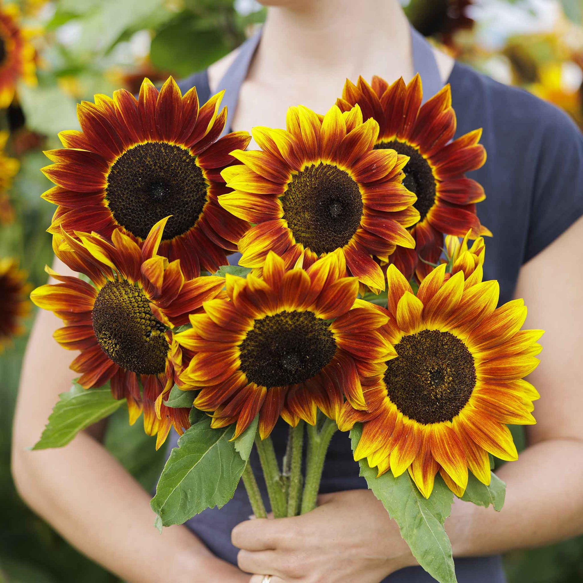 Harlequin sunflower with bi-colored petals on a natural green garden backdrop