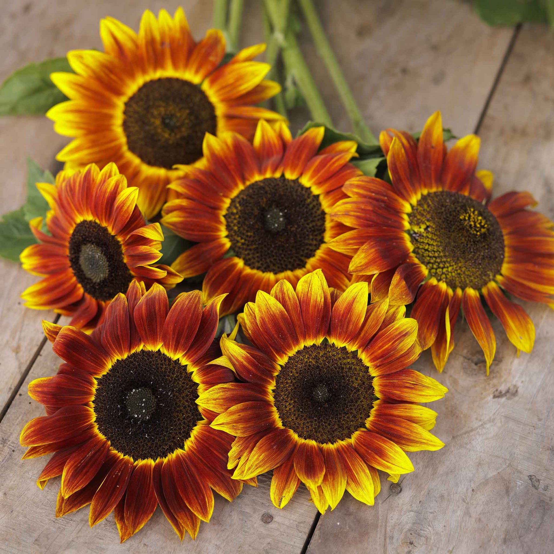 Harlequin sunflower showcasing unique multi-colored petals on a garden backdrop