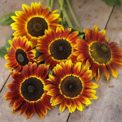 Harlequin sunflower showcasing unique multi-colored petals on a garden backdrop