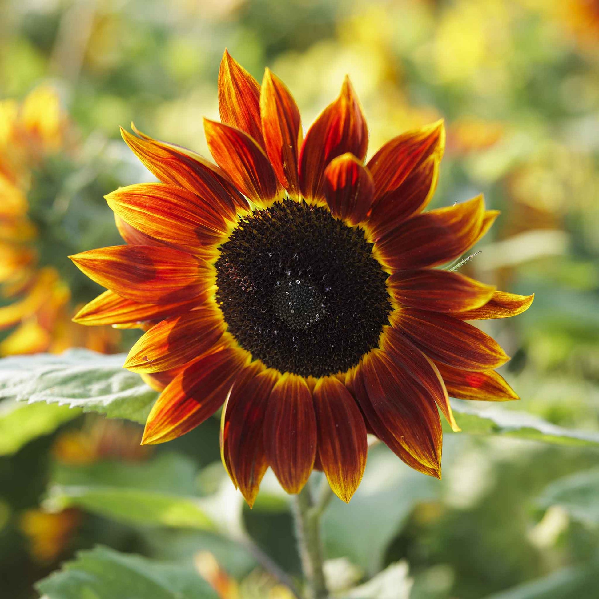 Harlequin sunflower with yellow petals streaked with red on a natural backdrop
